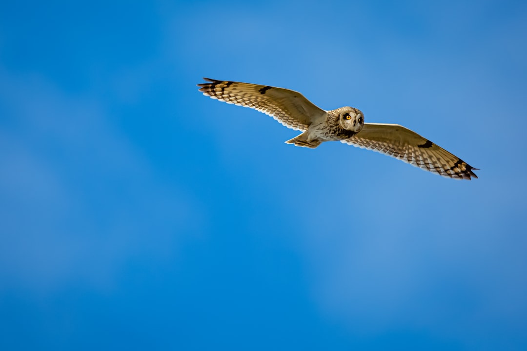 Photo flying lessons nY