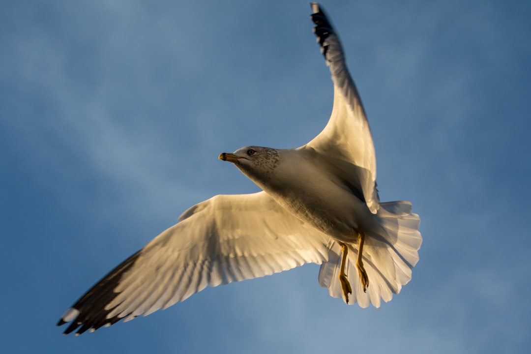 Photo Wings Over Regulations